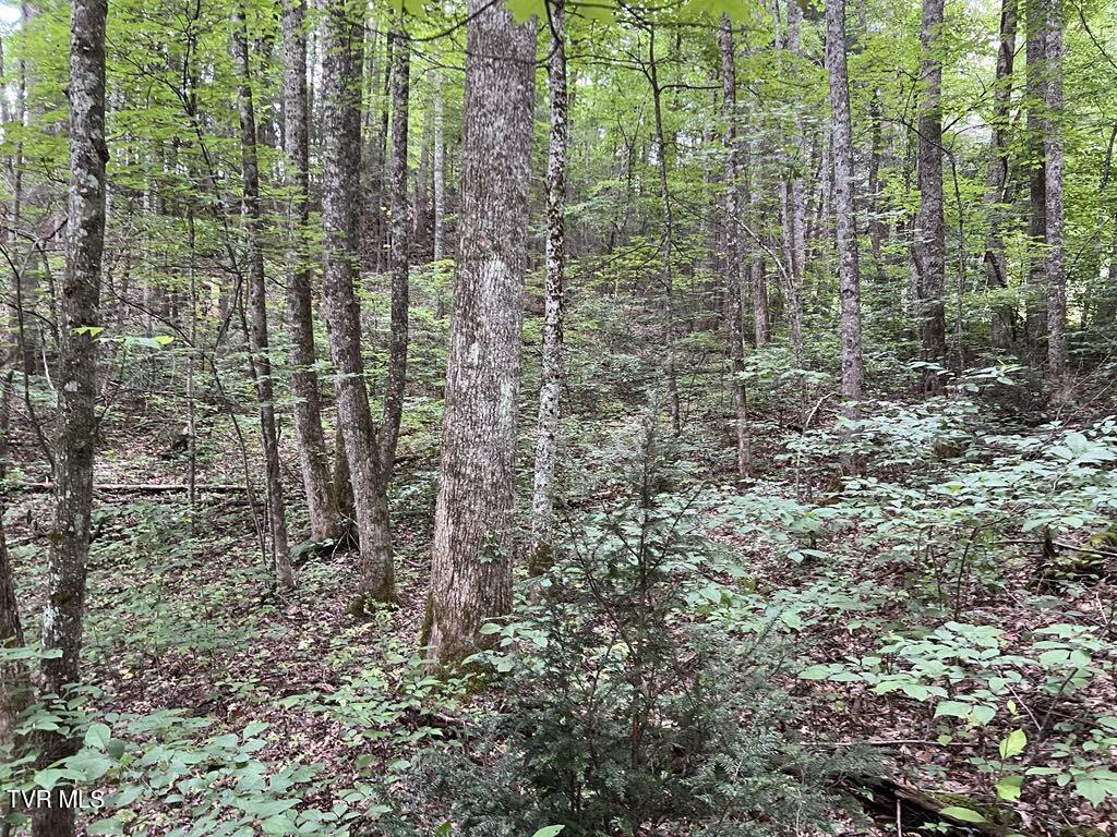 Tbd Jim Deal Road Elizabethton, TN 37643 - Photo 16 of 21 IMG_9642