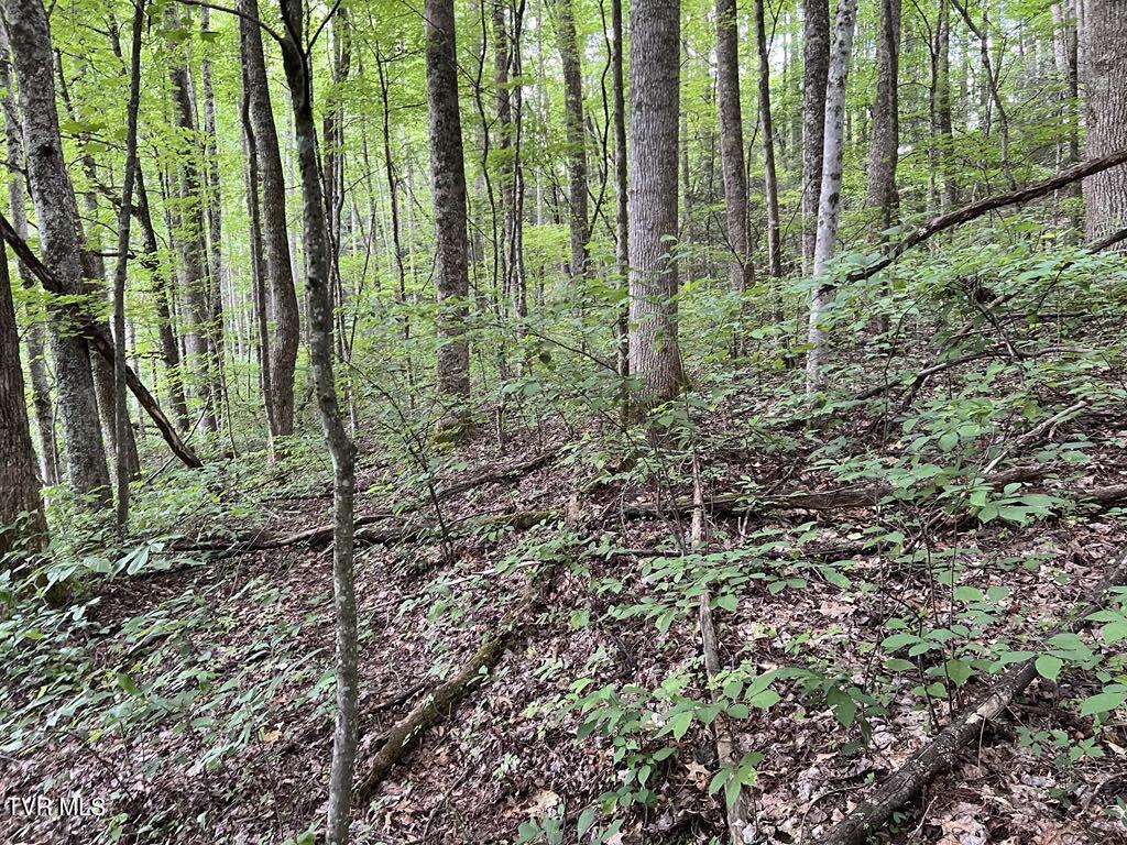 Tbd Jim Deal Road Elizabethton, TN 37643 - Photo 17 of 21 IMG_9648