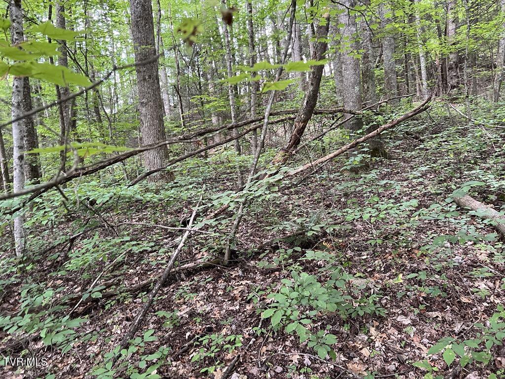 Tbd Jim Deal Road Elizabethton, TN 37643 - Photo 18 of 21 IMG_9650