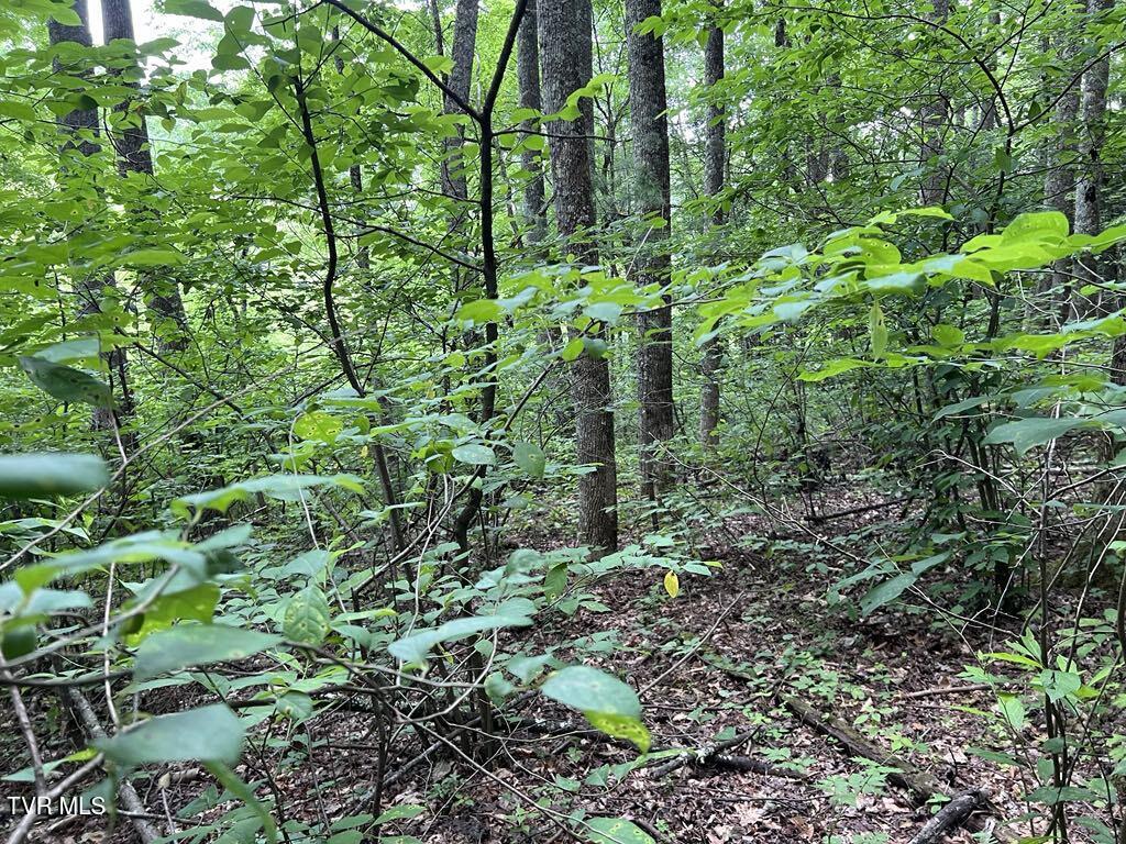 Tbd Jim Deal Road Elizabethton, TN 37643 - Photo 19 of 21 IMG_9633