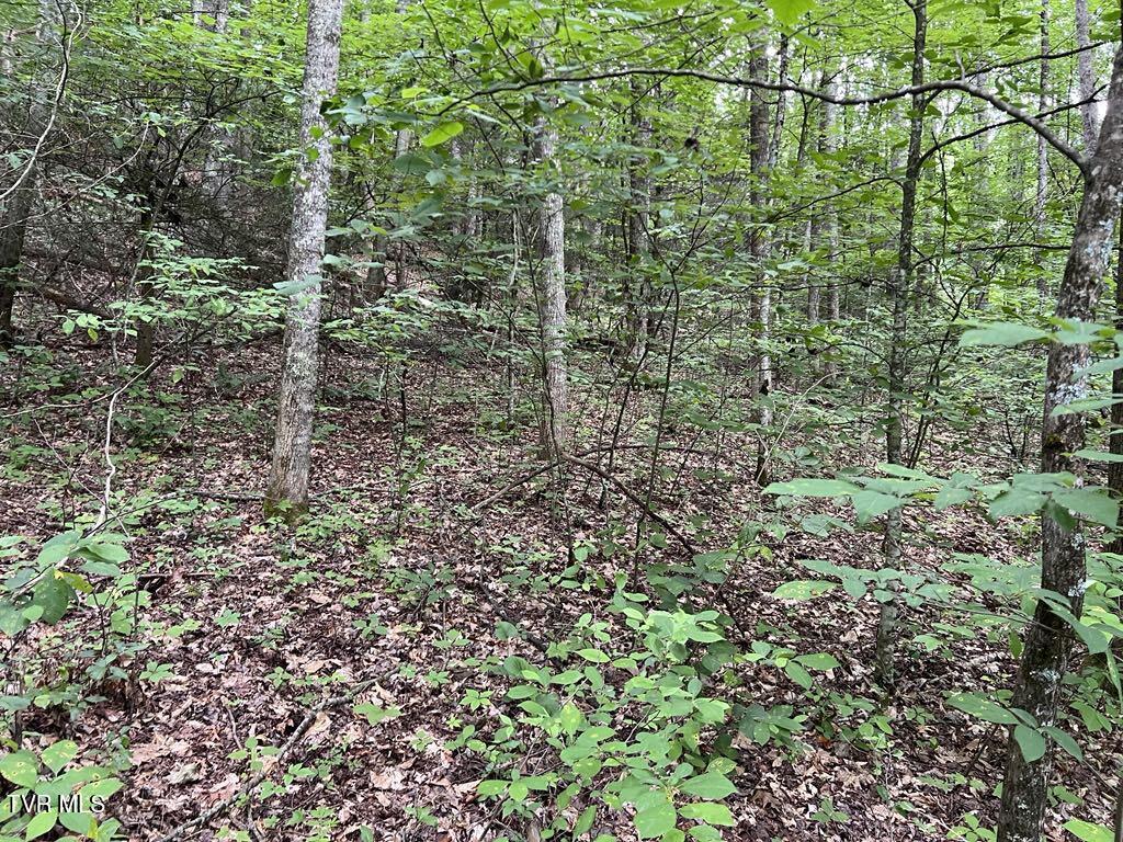 Tbd Jim Deal Road Elizabethton, TN 37643 - Photo 20 of 21 IMG_9638