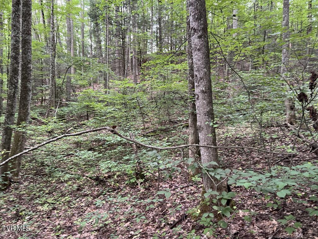 Tbd Jim Deal Road Elizabethton, TN 37643 - Photo 21 of 21 IMG_9639