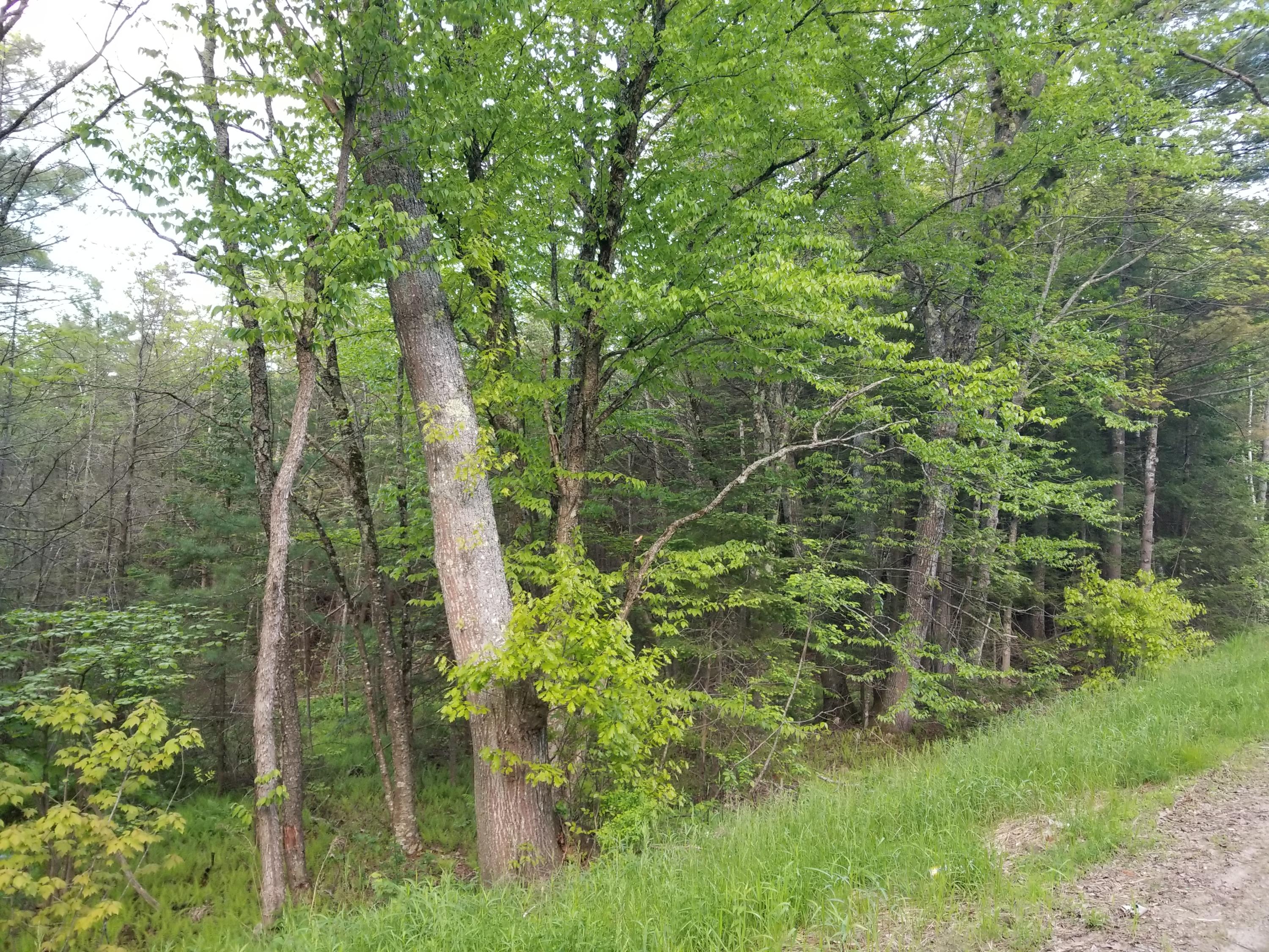 0 Gardiner Road Wiscasset, ME 04578 - Photo 4 of 8 20190604_194612