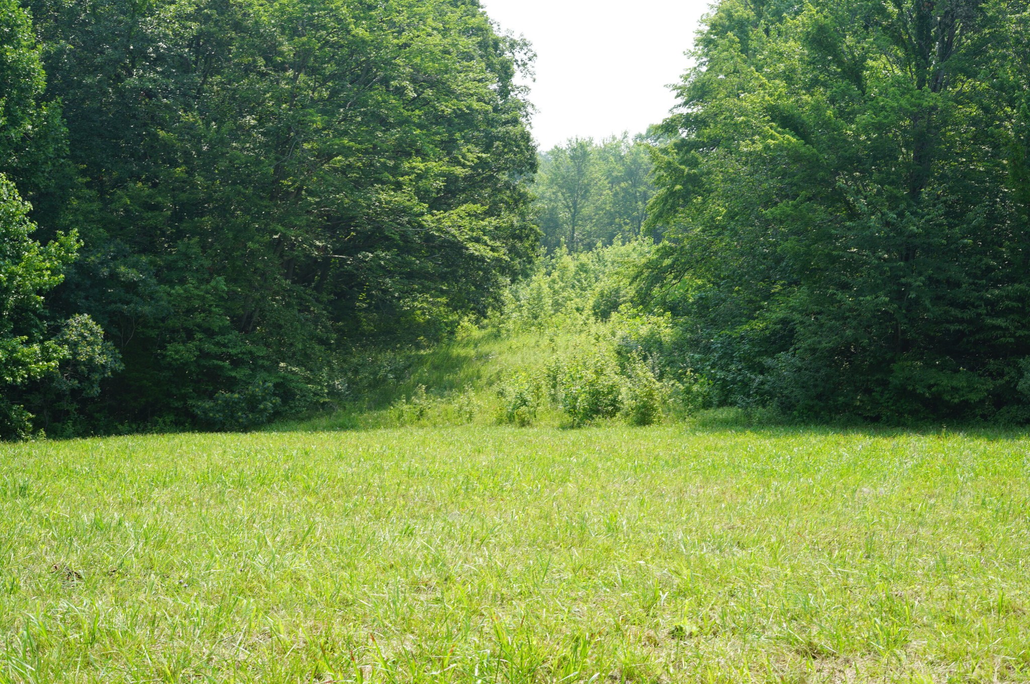 0 Manning Road Grandview, TN 37337 - Photo 8 of 12 Gallery Image 8