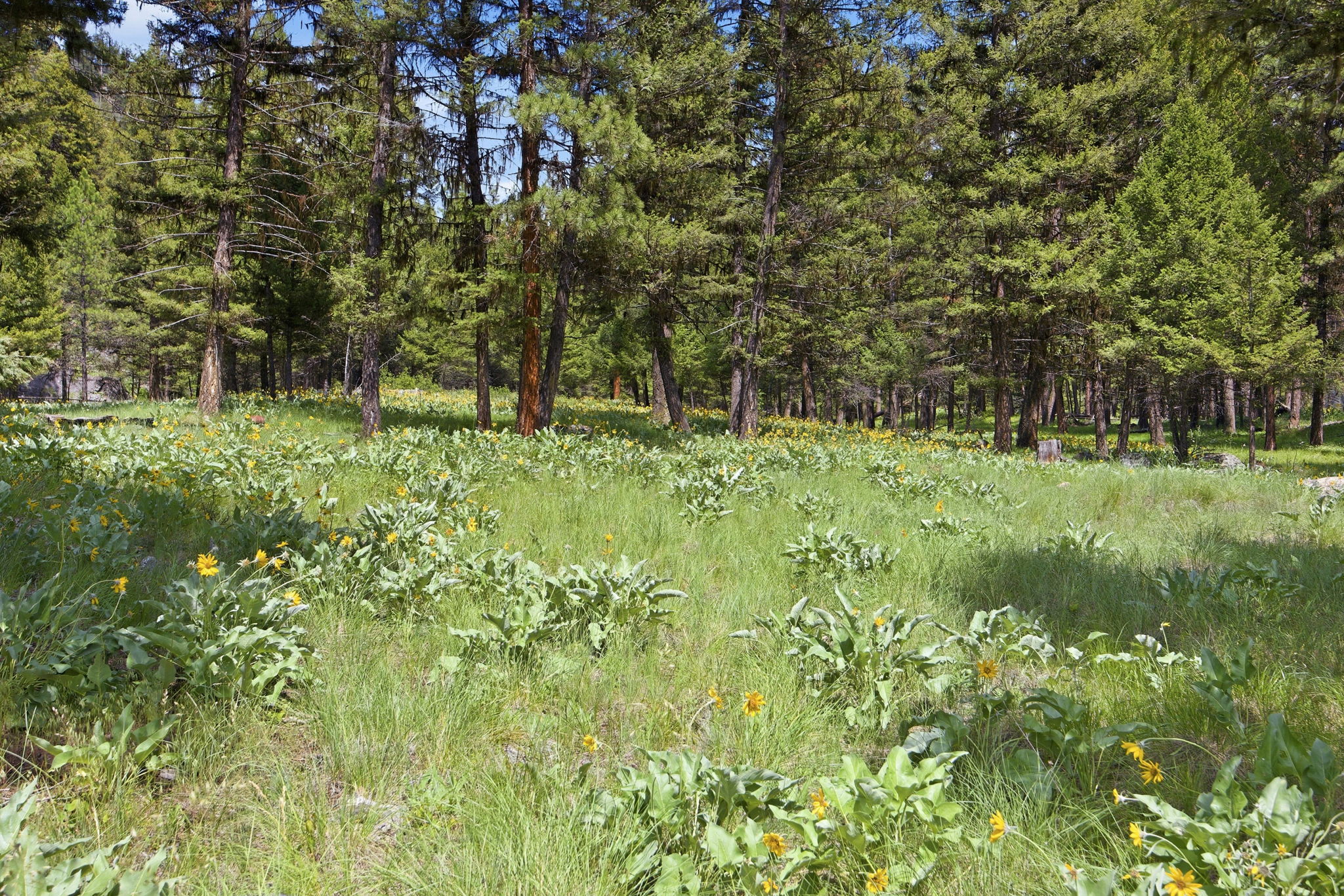 3 Big Waters Ranch Road Seeley Lake, MT 59868 - Photo 23 of 49 Gallery Image 23