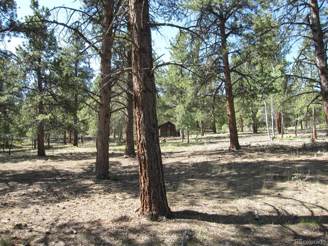a view of a yard with trees