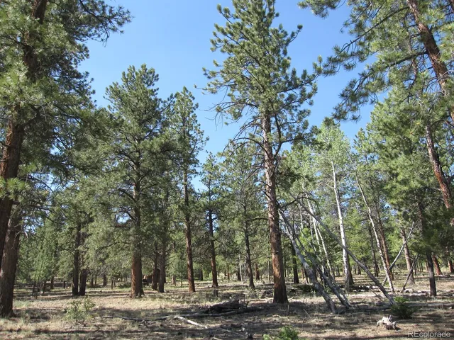a view of a yard with plants