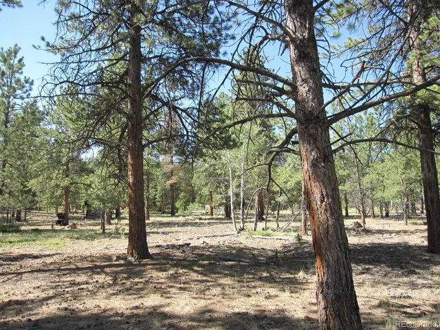 a view of a yard with trees