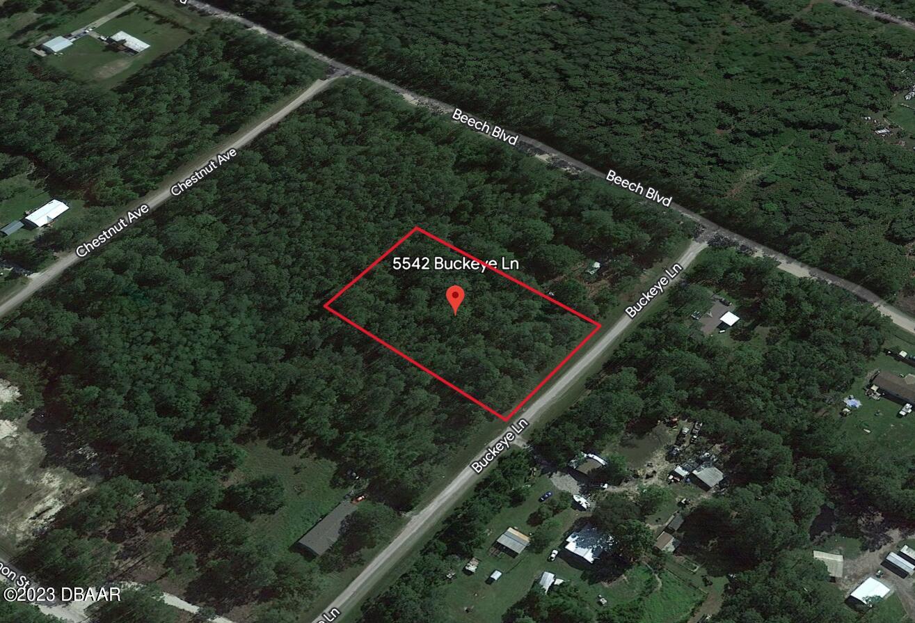 5542 Buckeye Lane Bunnell, FL 32110 - Photo 2 of 8 a view of tree