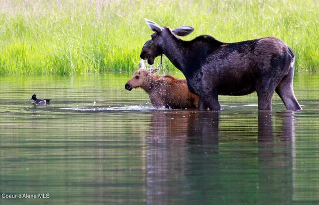 $2,300,000 | 130 Cedar Shoals Road, Sagle, ID 83860