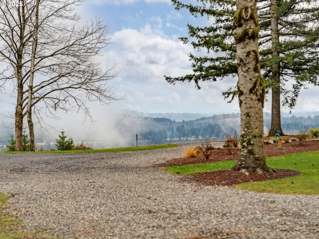 a view of a park with large trees