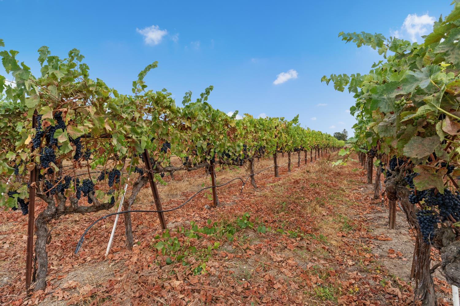 1626 Abramson Road Santa Rosa, CA 95401 - Photo 87 of 94 Gallery Image 87