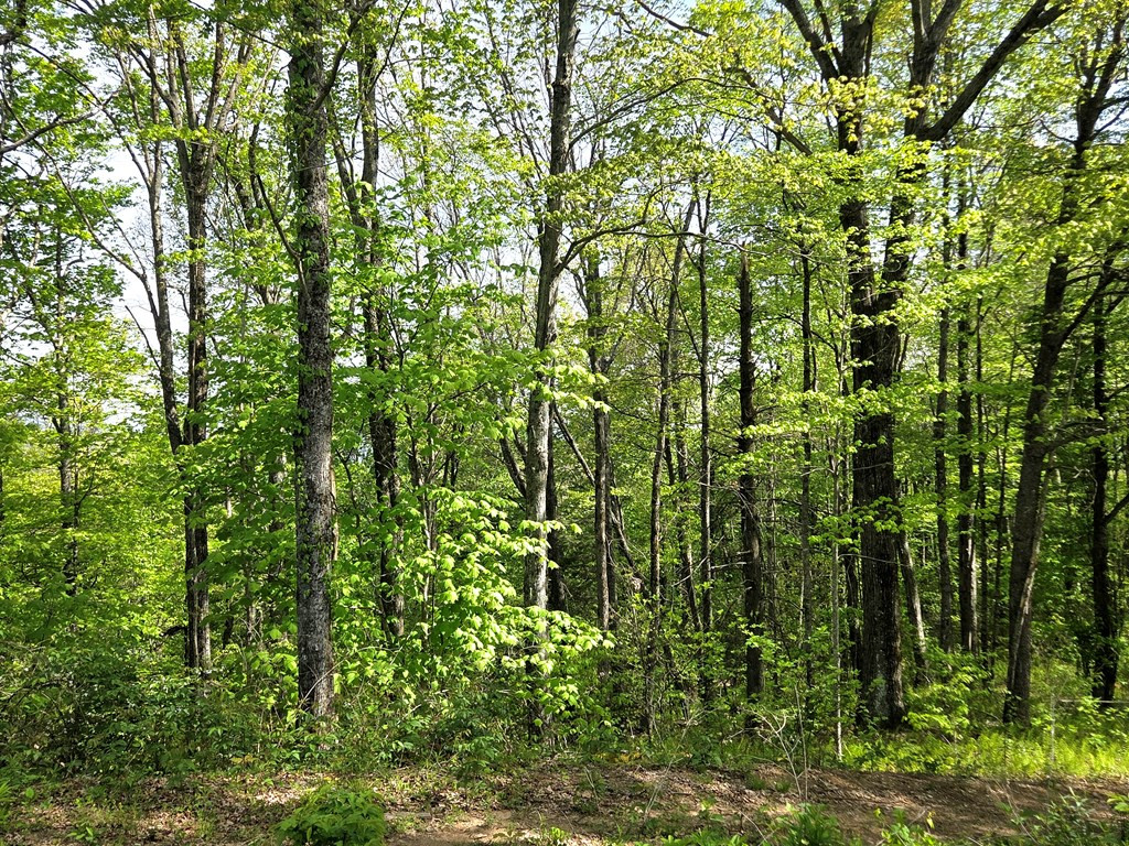 795 Porter Field Gap Road Robbinsville, NC 28771 - Photo 29 of 105