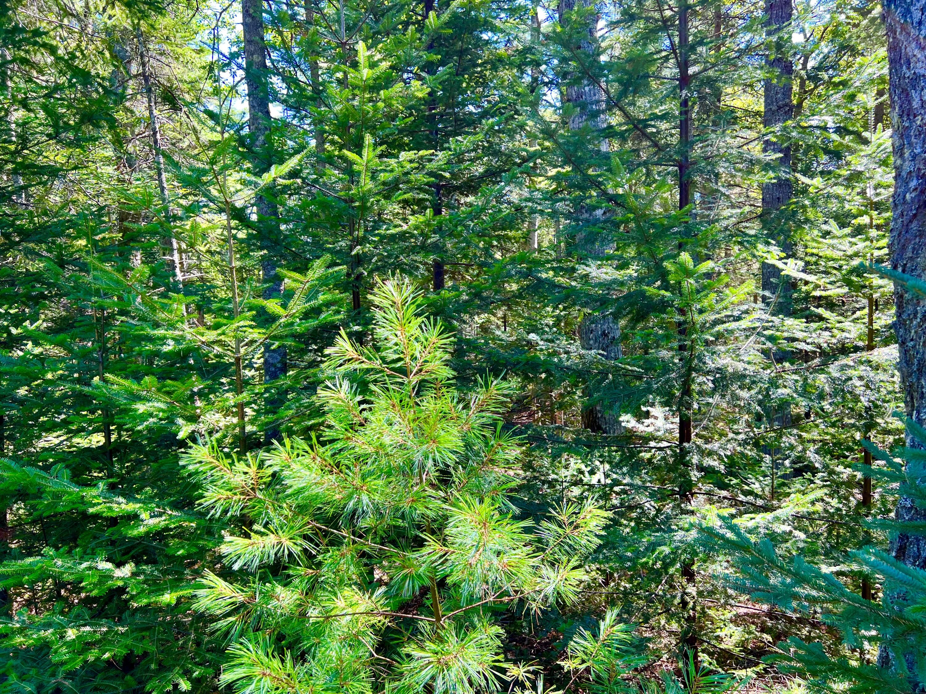 188 Parker Farm Road Mount Desert, ME 04660 - Photo 11 of 12 Wooded Setting