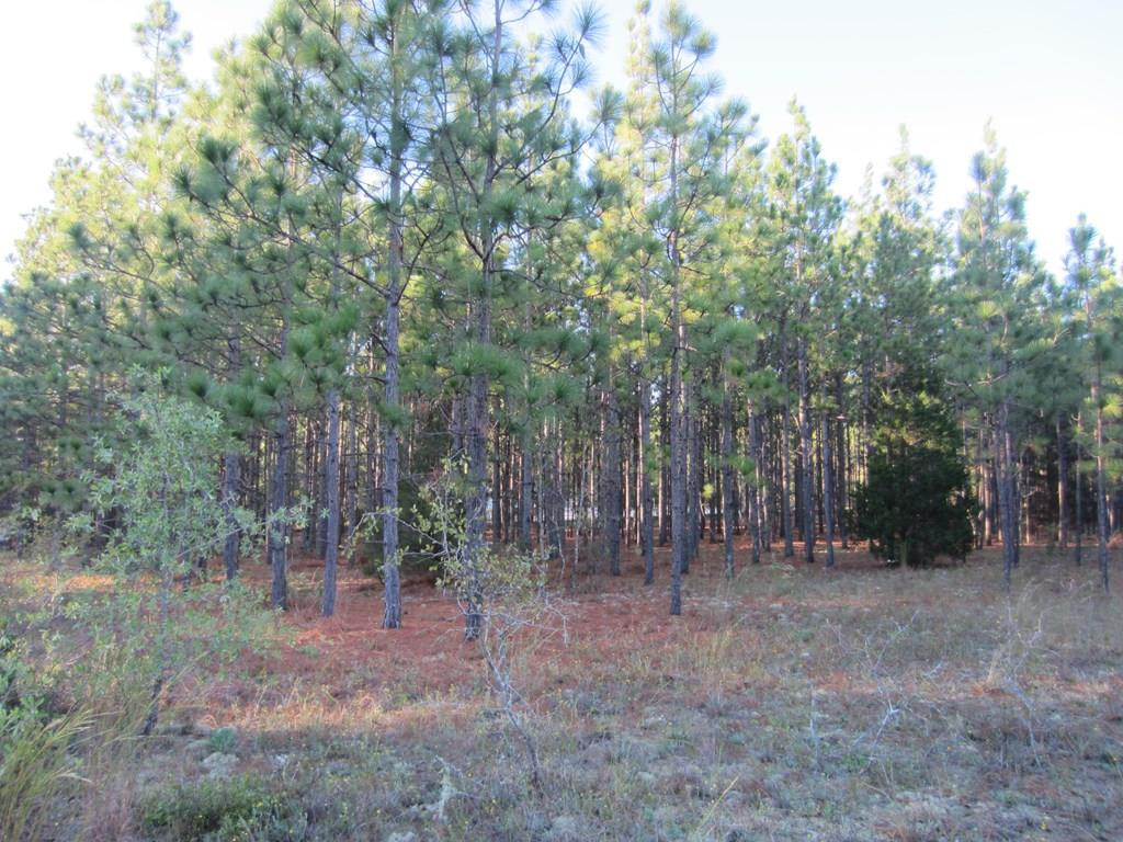 1475 Keys Pond Road Ridge Spring, SC 29129 - Photo 8 of 13
