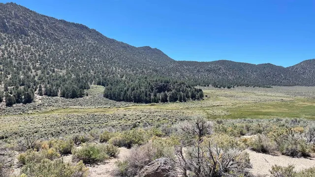 a view of a dry yard with green space