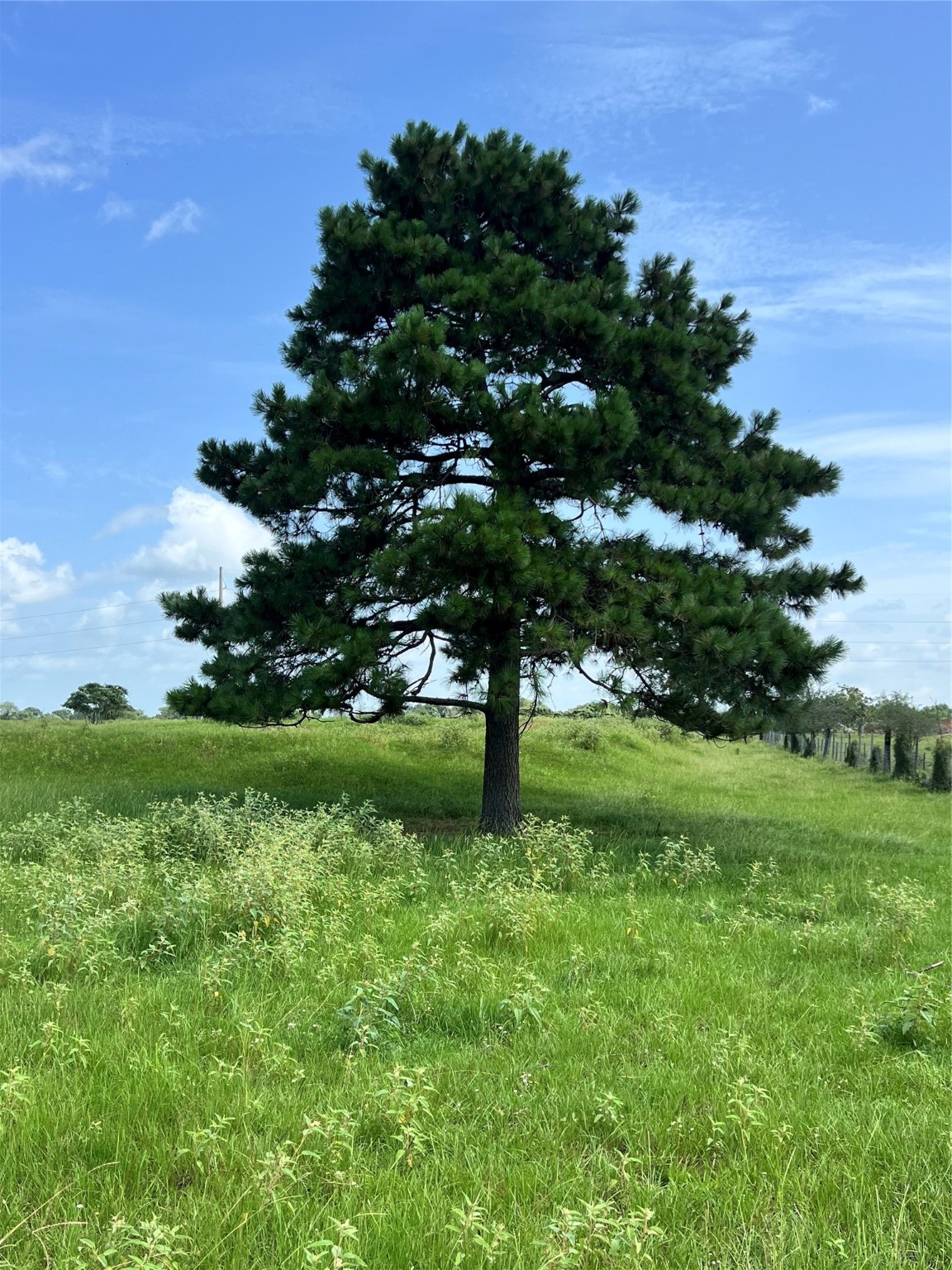 20573 Fontenot Lane Hempstead, TX 77445 - Photo 17 of 36 a big yard with lots of green space