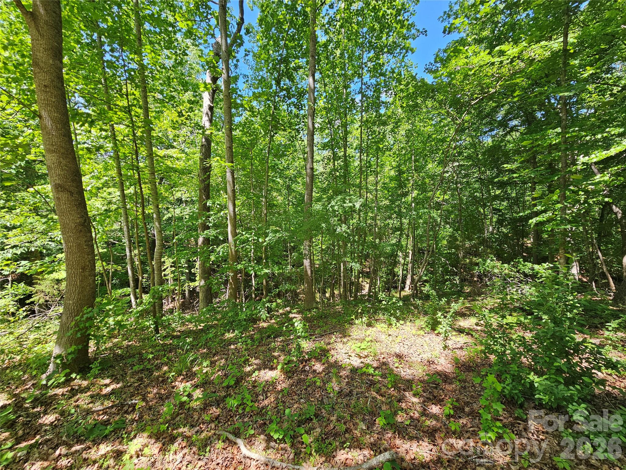 5692 S-141 Great Falls, SC 29055 - Photo 40 of 48 a view of a lush green forest