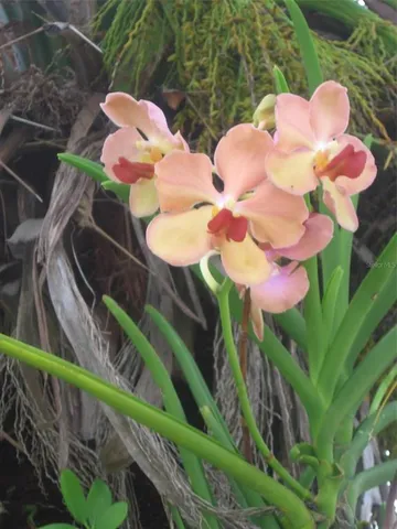 $389,900 | 3284 Gorse Court, Palm Harbor, FL 34684