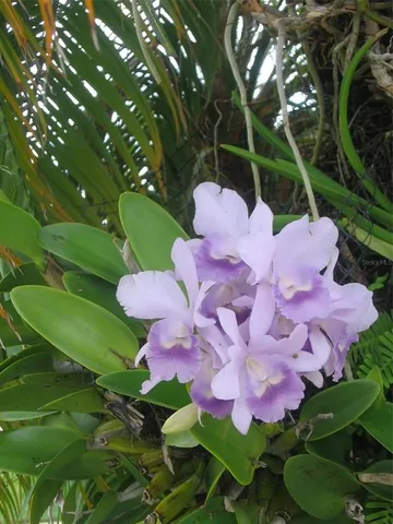 $389,900 | 3284 Gorse Court, Palm Harbor, FL 34684