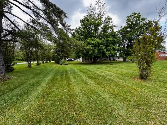 a view of a trees in front of a big yard with large trees