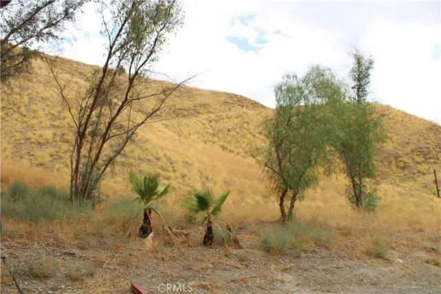 a view of a dry yard with lots of trees