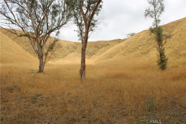 a view of a tree in the forest