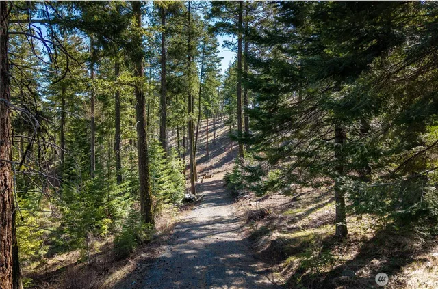 a view of a yard with plants and large trees