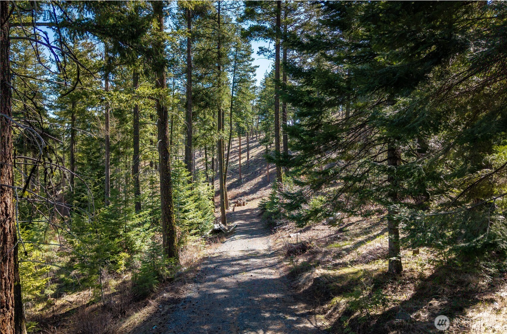 a view of a yard with plants and large trees