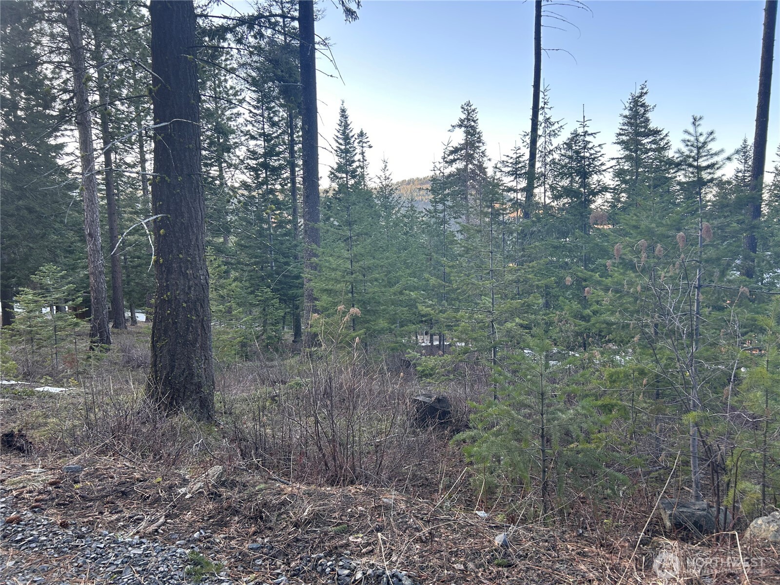 6761 Forest Ridge Drive Wenatchee, WA 98801 - Photo 2 of 14 a view of a forest that has large trees
