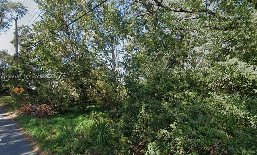 a view of a lush green forest