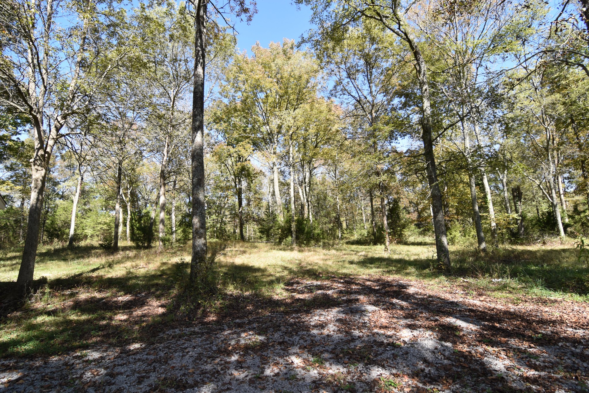 980 Harkreader Road Mount Juliet, TN 37122 - Photo 26 of 33 a big yard with lots of green space and trees