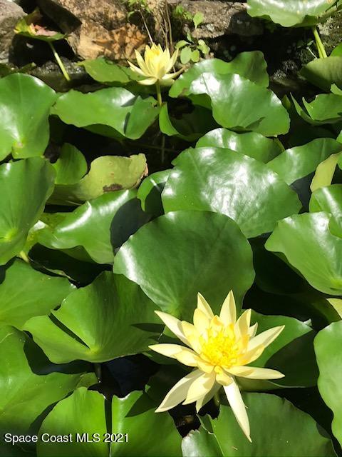 2409 Cherbourg Road Cocoa, FL 32926 - Photo 20 of 21 Flowers in backyard