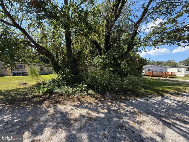 a view of a yard with plants and large trees