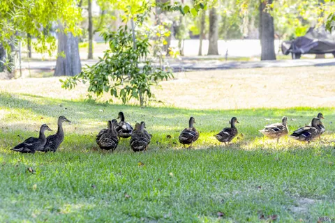 $527,900 | 14449 Cabell Street, Port Vincent, LA 70726