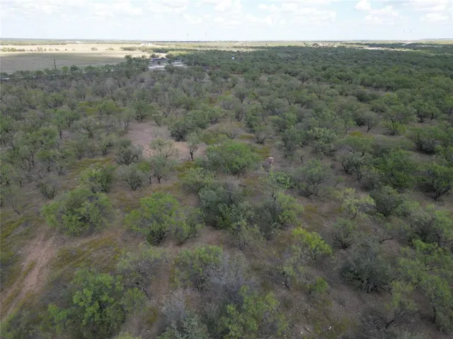 a view of a lush green forest with lush green forest