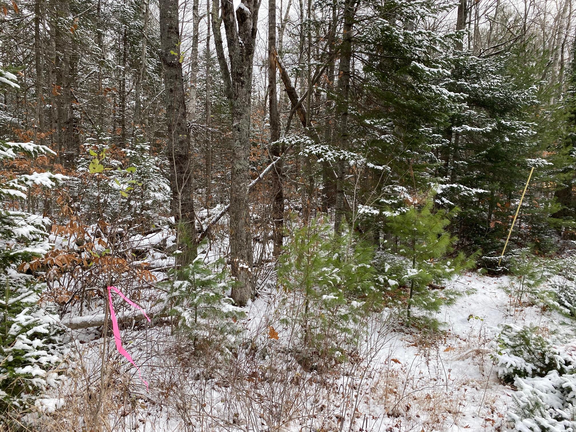 0 Choate Road Montville, ME 04941 - Photo 8 of 11 IMG_2260
