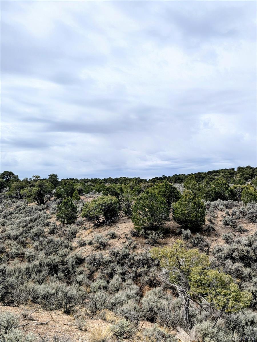 Lot 3589 Freylinghuysen Road Fort Garland, CO 81133 - Photo 6 of 9 a view of a bunch of trees in a field
