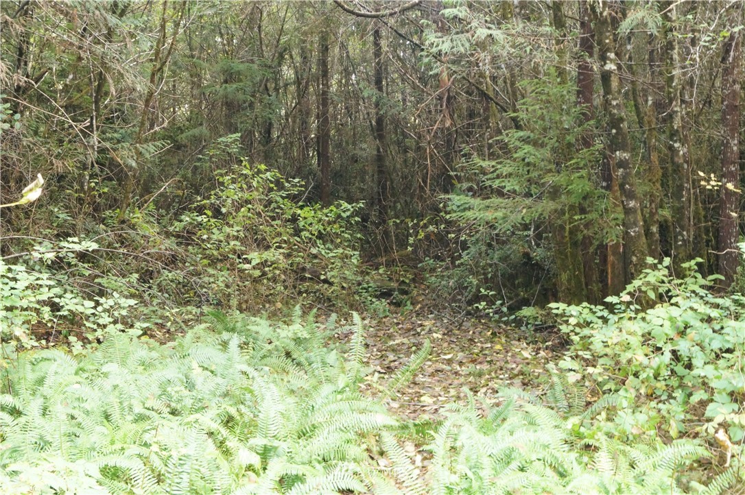 13.1 Ocean Beach Road Copalis Crossing, WA 98536 - Photo 12 of 14 Gallery Image 12