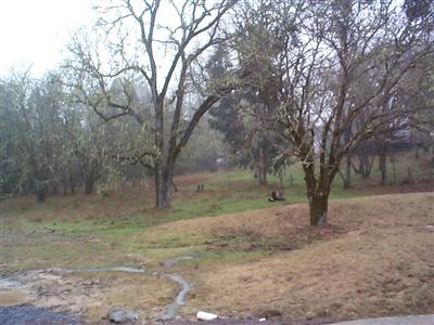22613 East Side Road Willits, CA 95490 - Photo 8 of 9 a view of a yard with trees