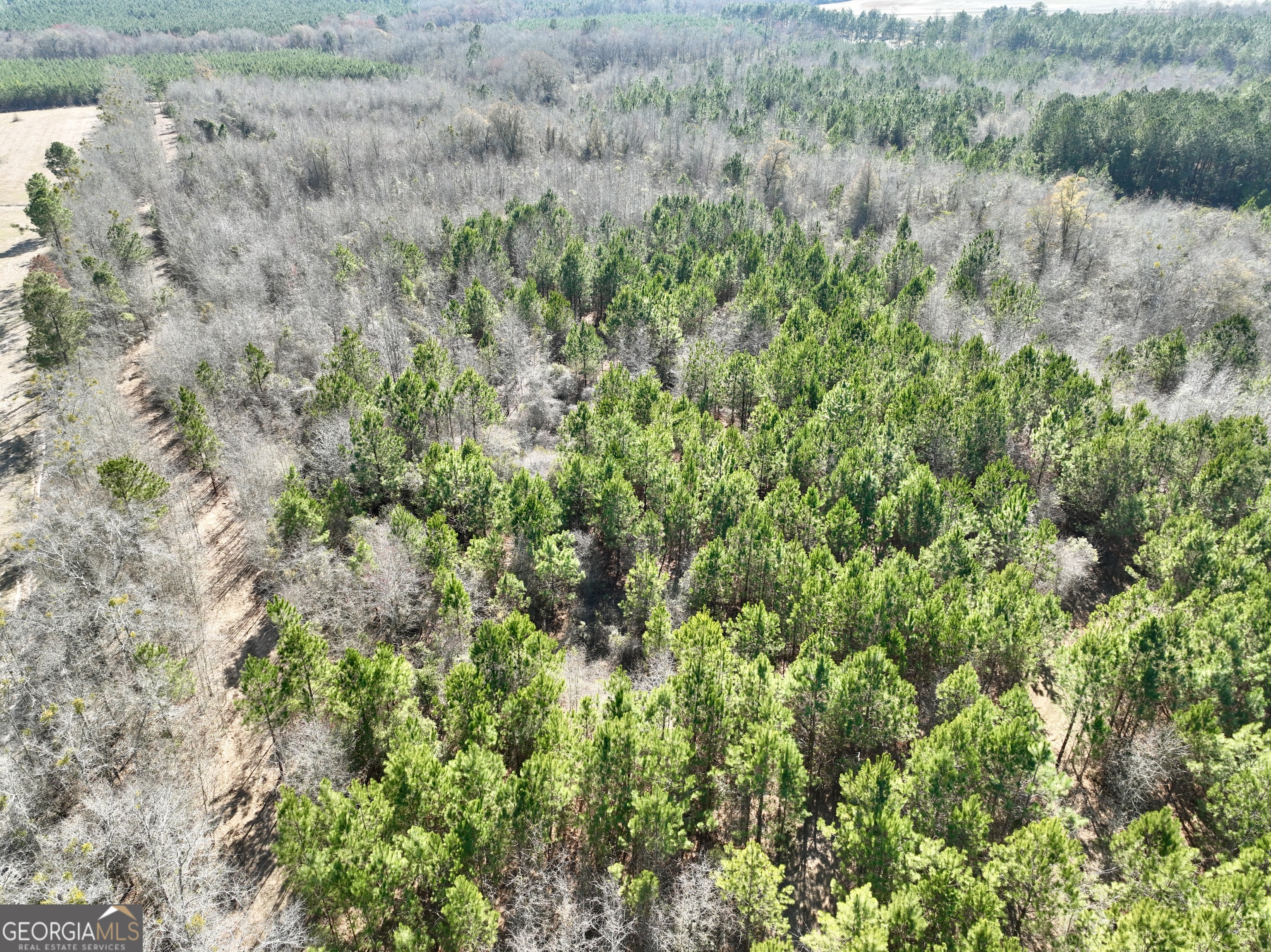 0 NORTH Shady Grove Road Abbeville, GA 31001 - Photo 12 of 21 a view of a lush green forest with large trees