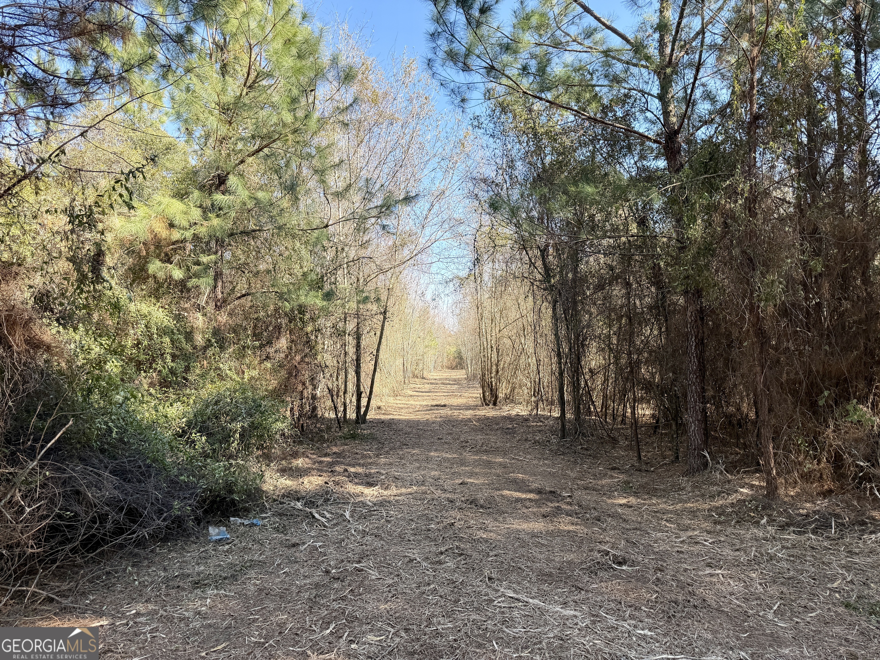 0 NORTH Shady Grove Road Abbeville, GA 31001 - Photo 16 of 21 a view of large trees with green space