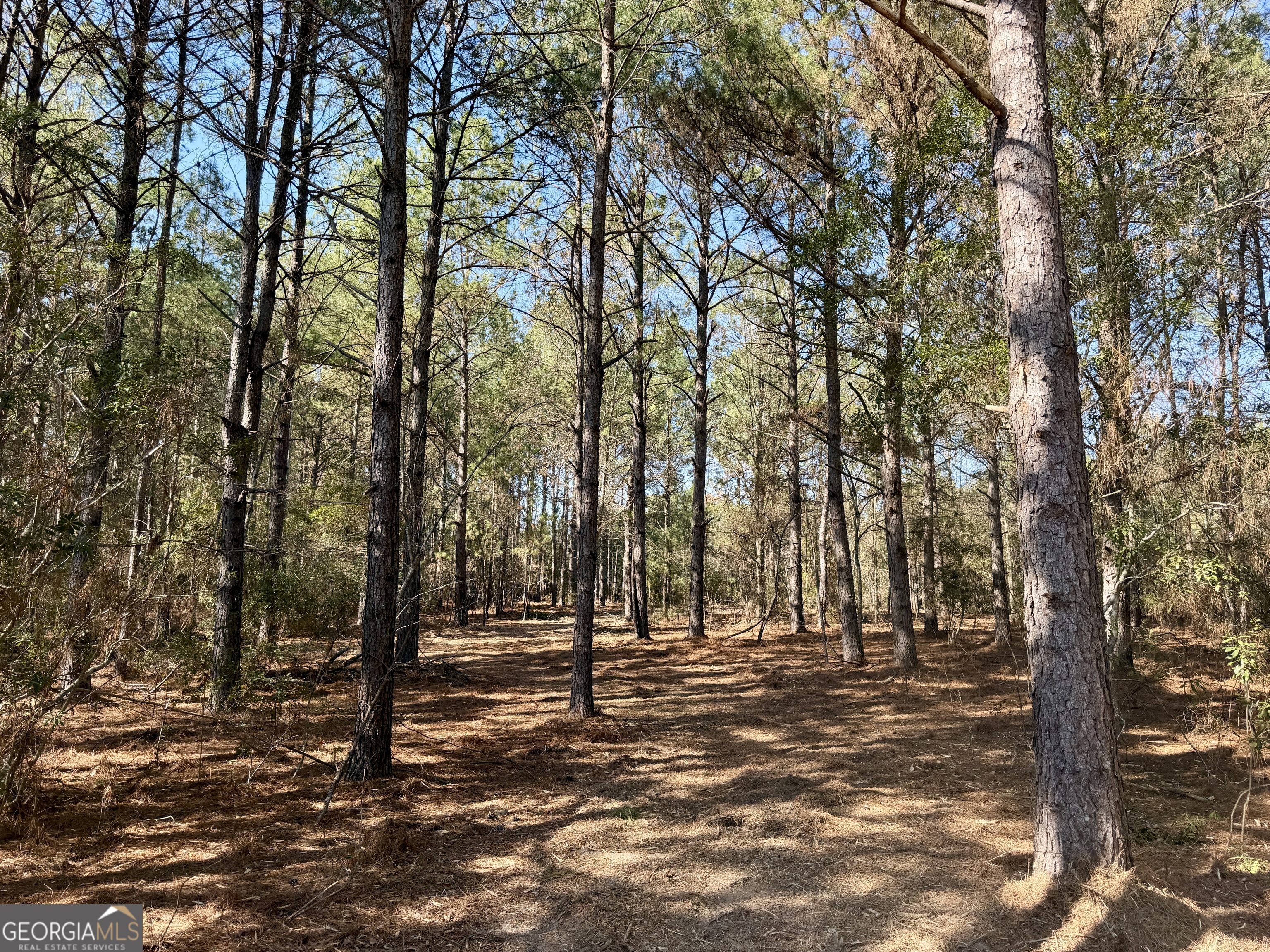 0 NORTH Shady Grove Road Abbeville, GA 31001 - Photo 17 of 21 a view of park space