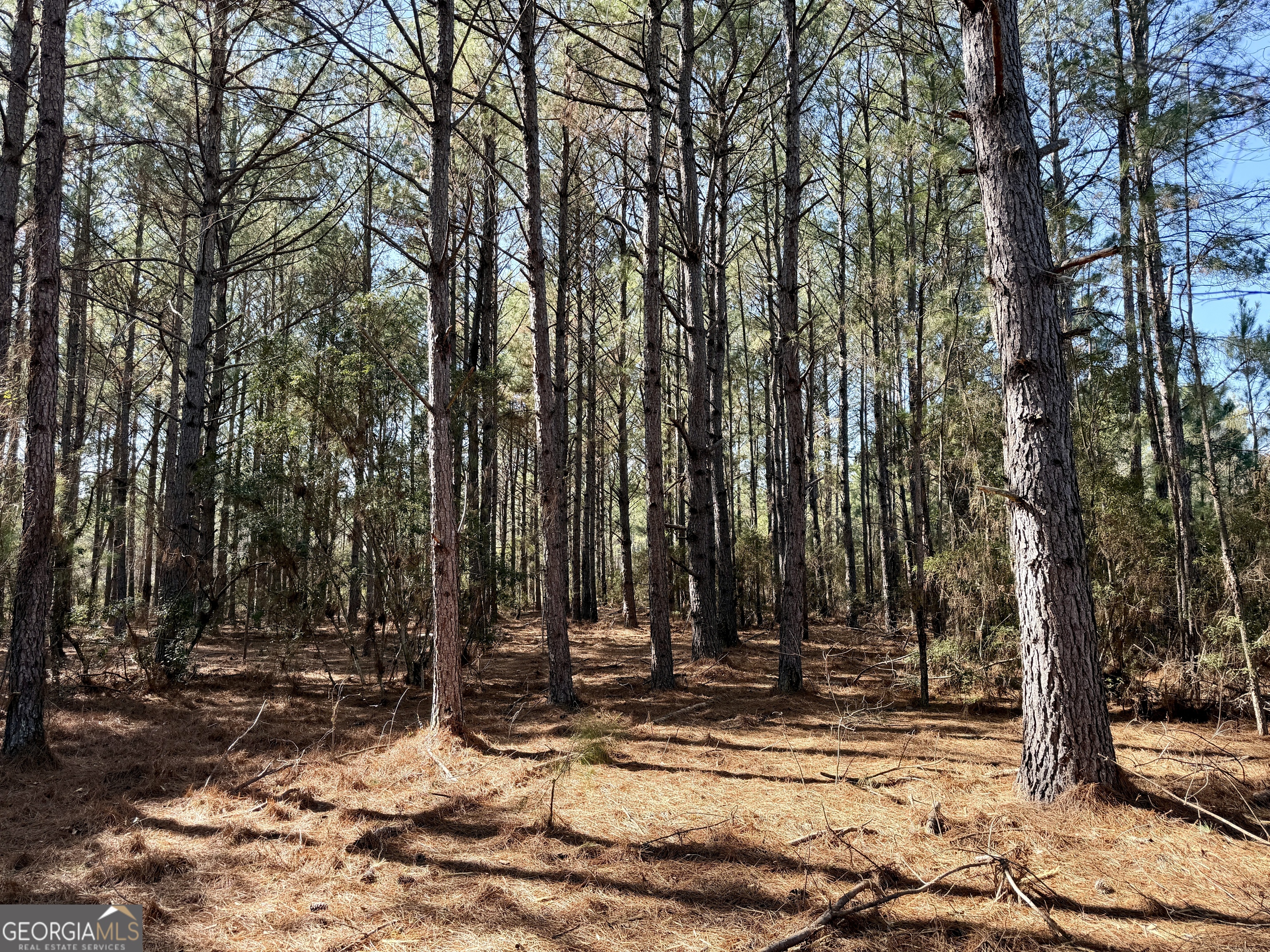0 NORTH Shady Grove Road Abbeville, GA 31001 - Photo 18 of 21 a view of a yard with trees