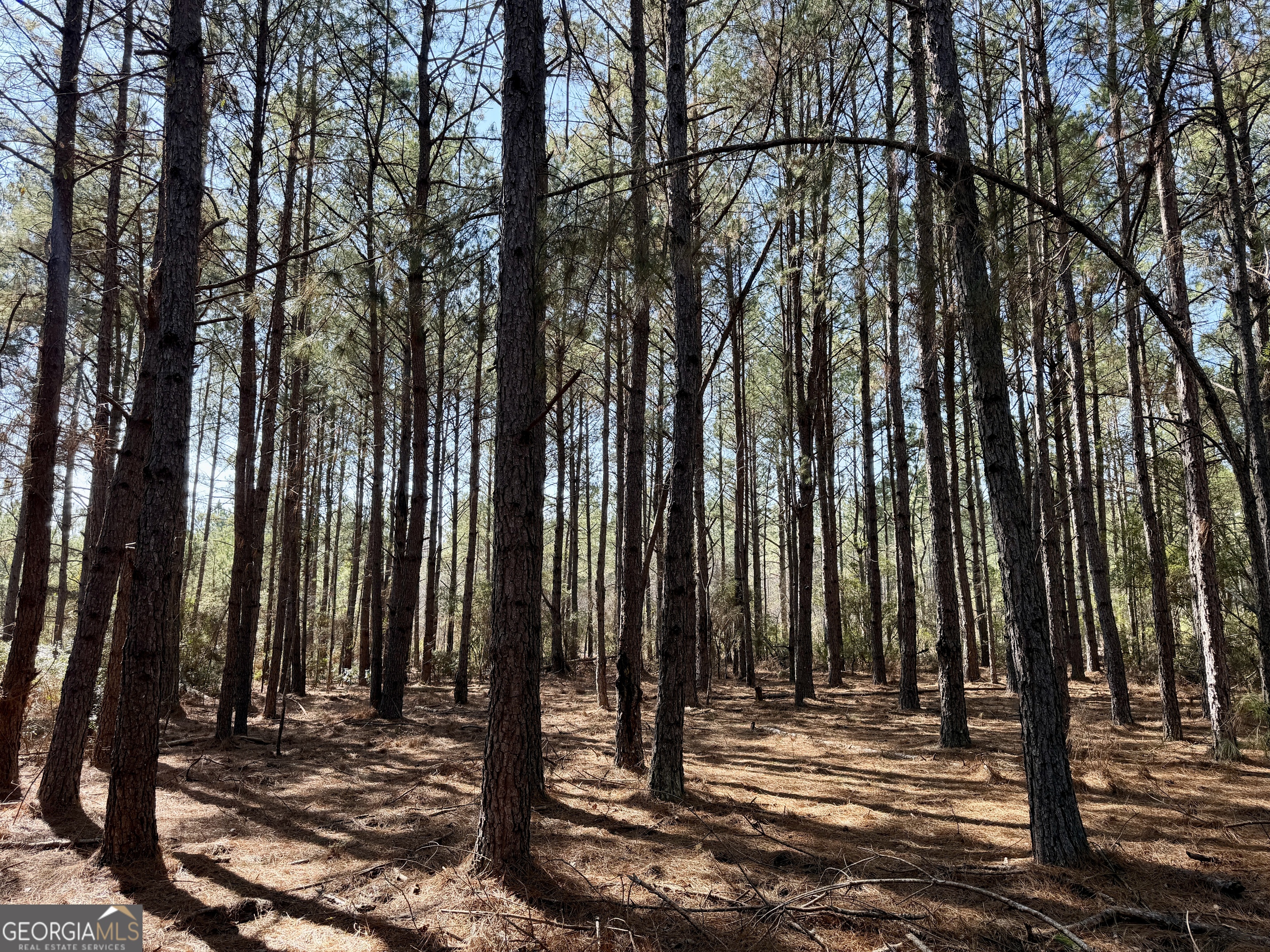 0 NORTH Shady Grove Road Abbeville, GA 31001 - Photo 19 of 21 a view of a park with trees