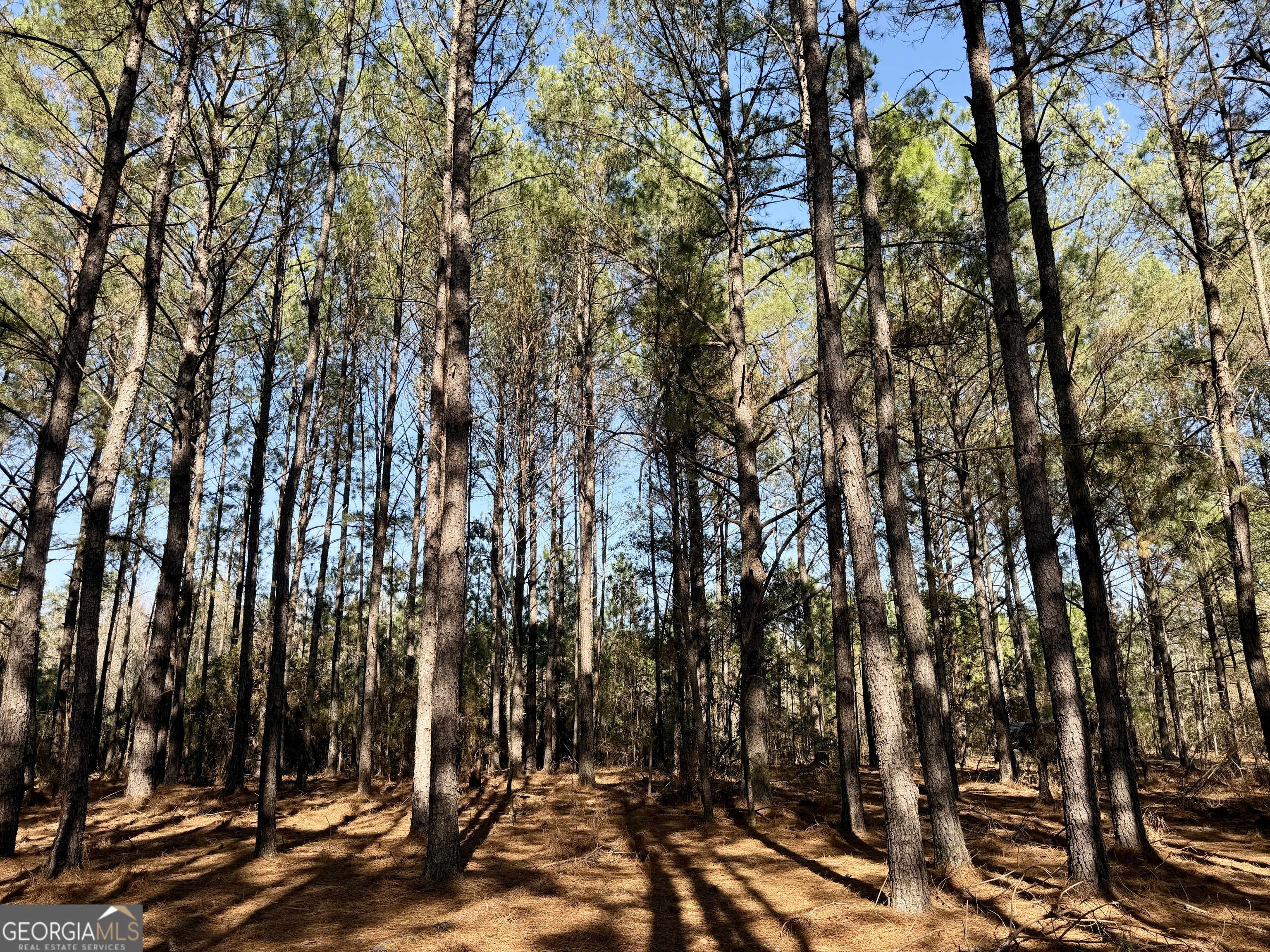0 NORTH Shady Grove Road Abbeville, GA 31001 - Photo 2 of 21 a view of tree
