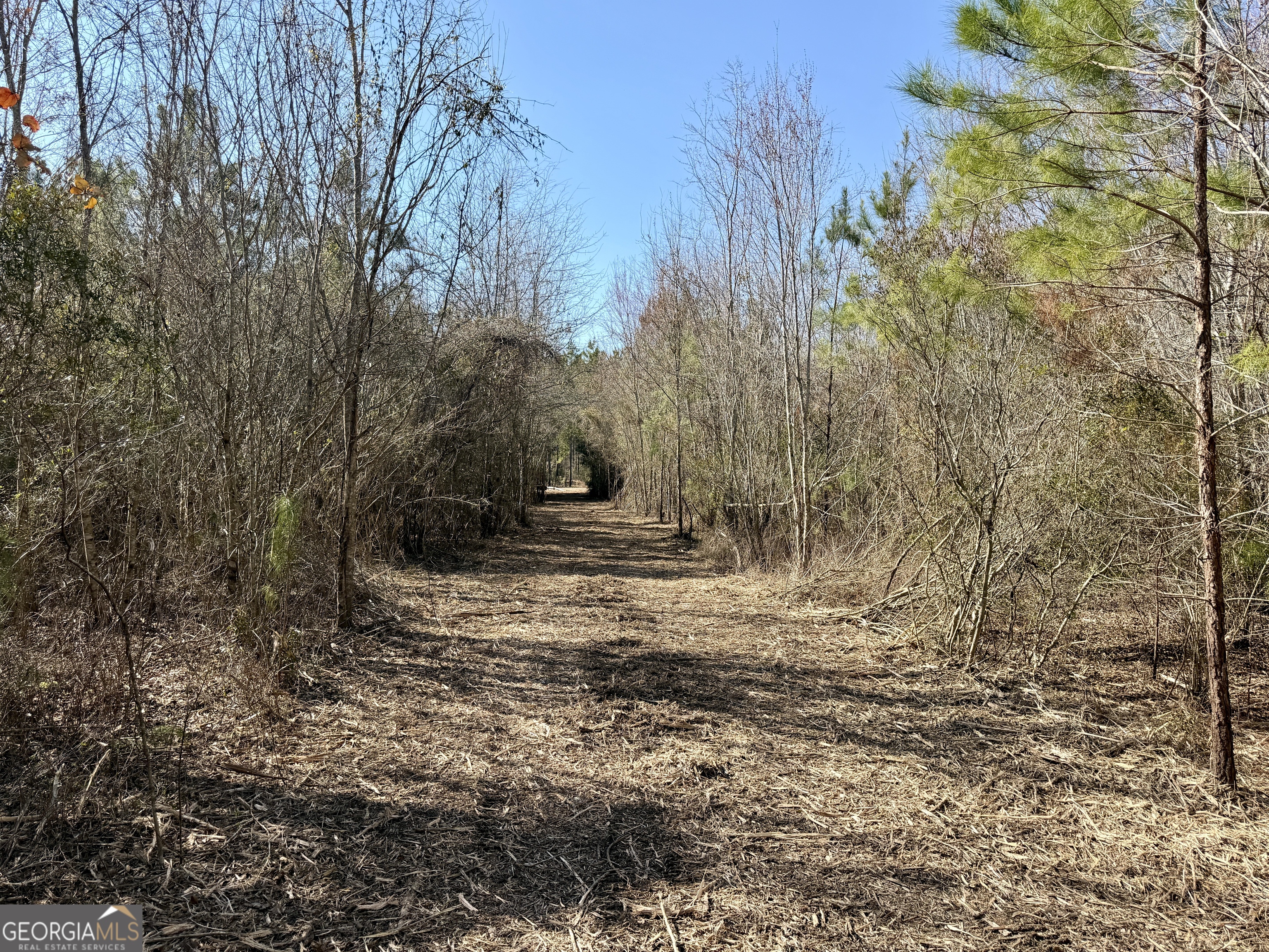 0 NORTH Shady Grove Road Abbeville, GA 31001 - Photo 6 of 21 a view of a yard with trees