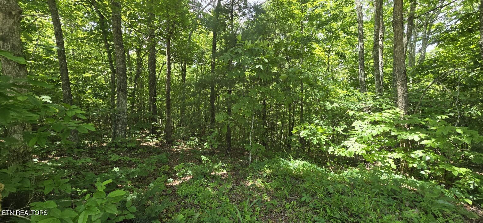 0 Sheep Ranch Road Robbins, TN 37852 - Photo 14 of 29 20260528_124725