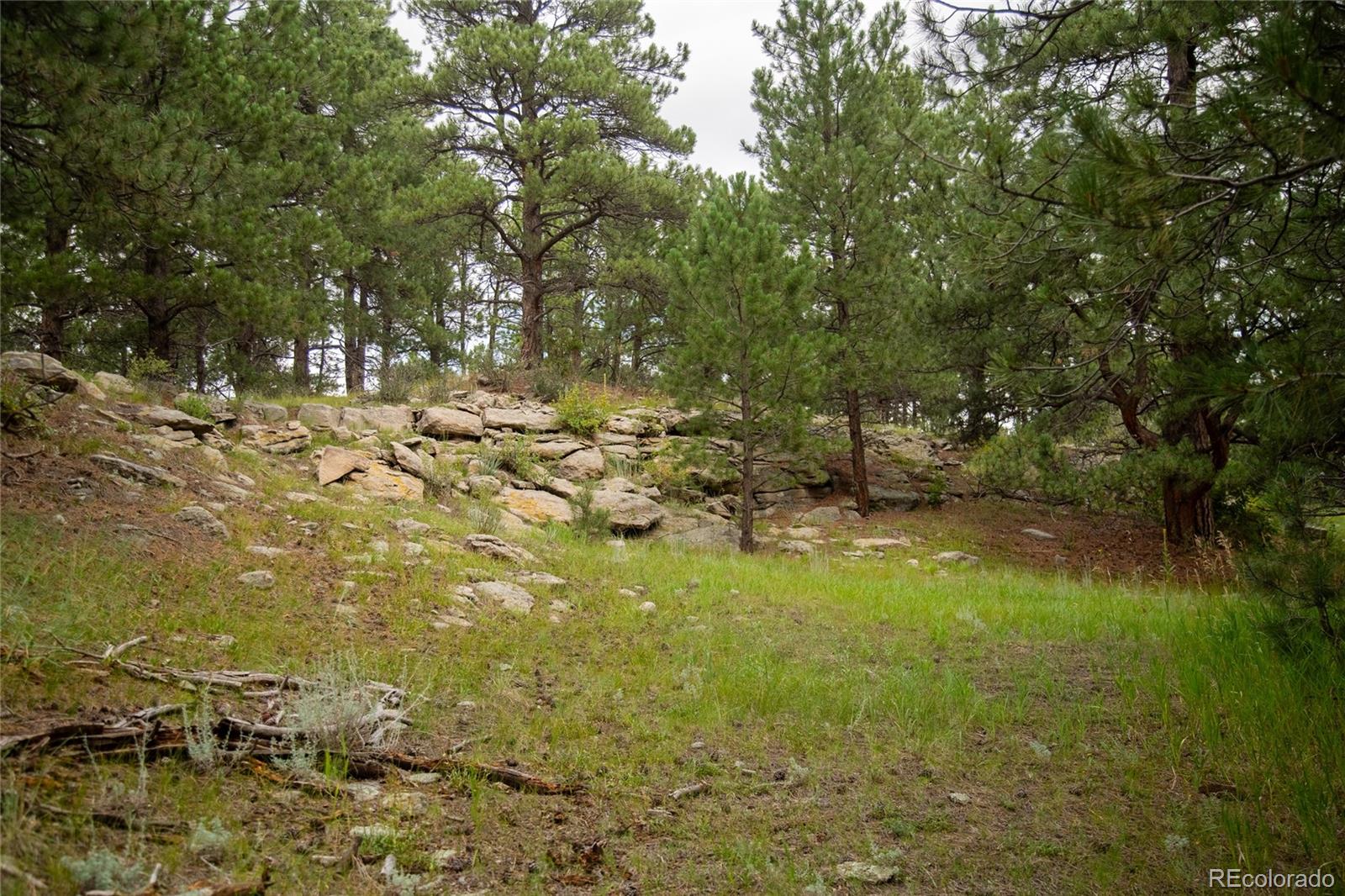 11503 East Smith Road Elbert, CO 80106 - Photo 25 of 44 a view of yard