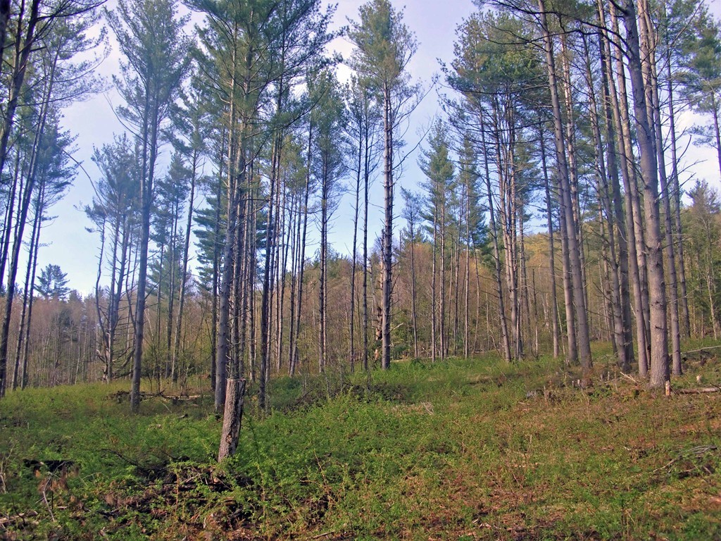 0 Middle Road Hawley, MA 01339 - Photo 2 of 5 Gallery Image 2